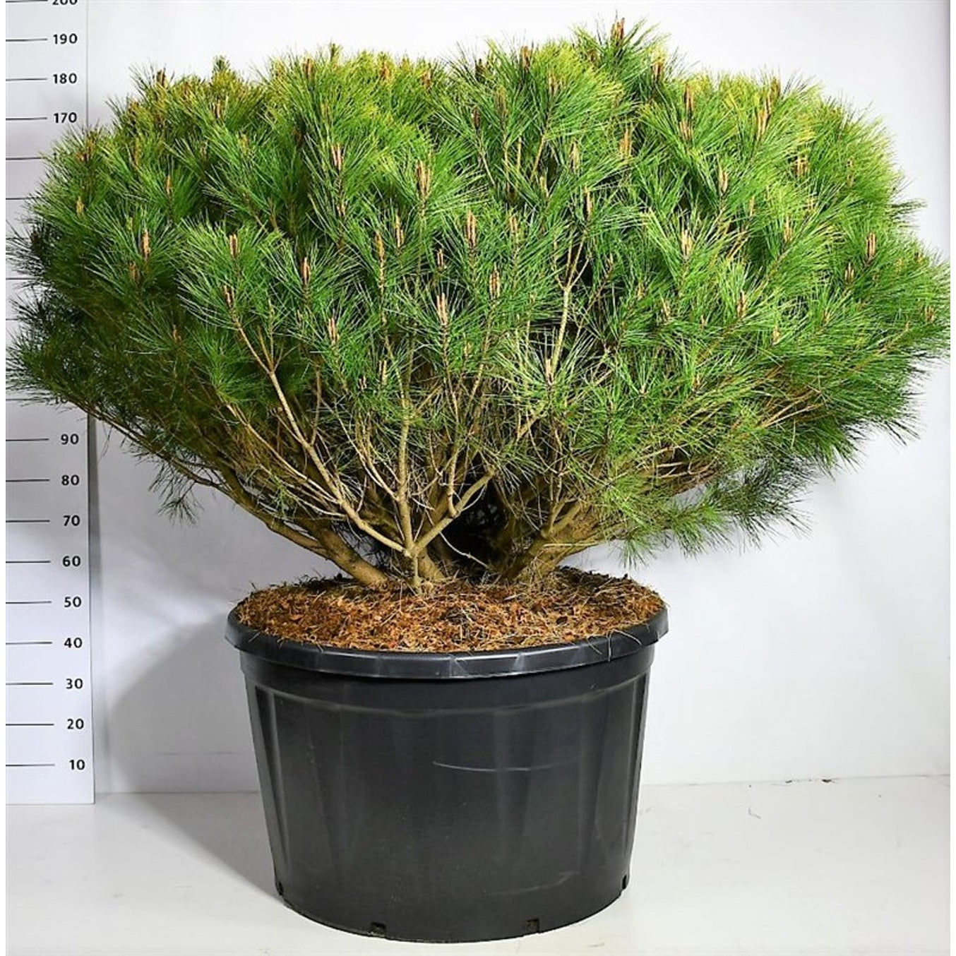 Japansk svarttall – Pinus densiflora 'Alice Verkade' - C250 175-200 CM